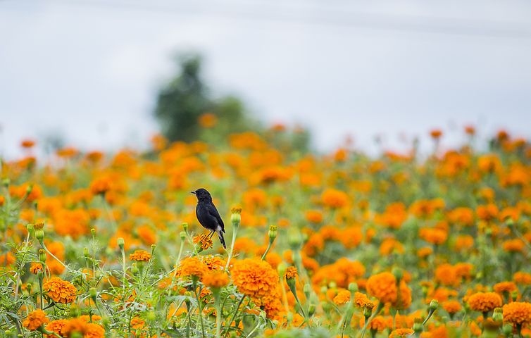 小狗髌骨脱位是什么症状