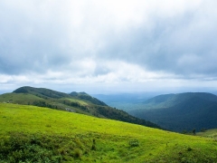 桂圆枸杞红枣茶