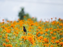 鲁大师绿色版