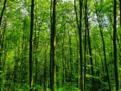 大家庭剧情介绍（电视剧大家庭简介）